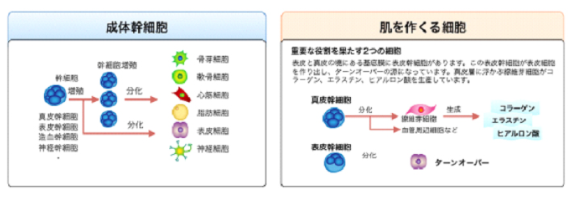 幹細胞コスメ